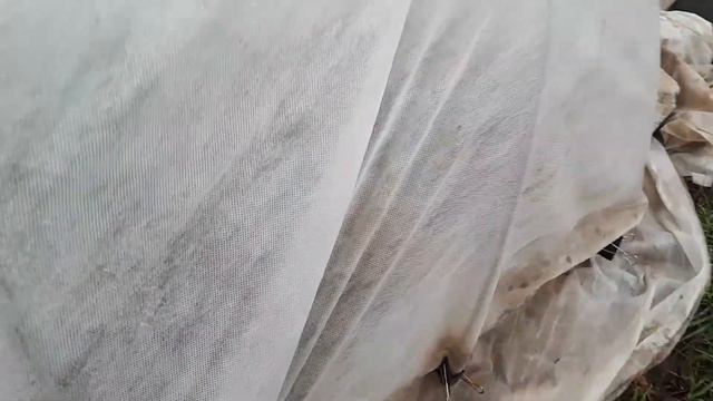 Посадка вегетирующих  саженцев винограда 31 августа 2019 г