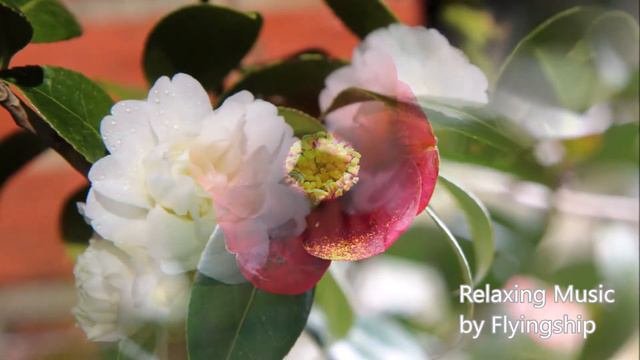 椿（Camellia　花言葉：控えめな愛）