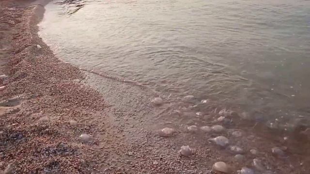 КИРИЛЛОВКА 2021/УТРО/ЧТО НА СЧЁТ МЕДУЗ СЕГОДНЯ? МОЖНО ЛИ УЖЕ КУПАТЬСЯ В АЗОВСКОМ МОРЕ?