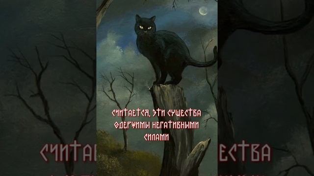 Почему нельзя переходить там,где прошла чёрная кошка?