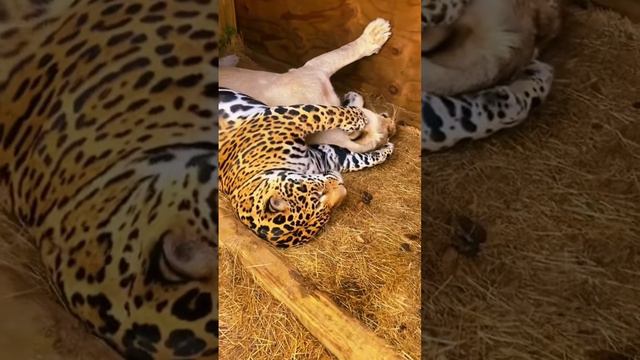 Jaguar & Lion CUDDLES