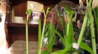 Amaryllis Seed Production
