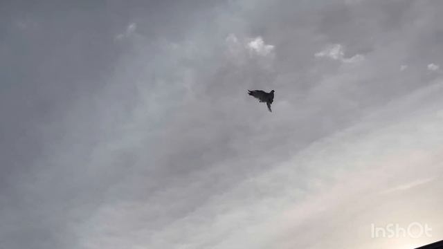 Николаевские голуби