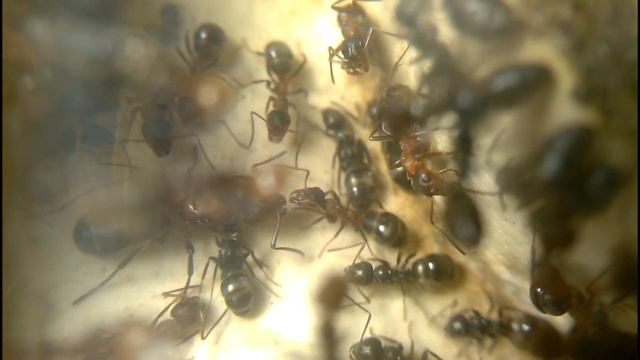 Raptiformica sanguinea # niGerы или куда ведёт дорога ##
