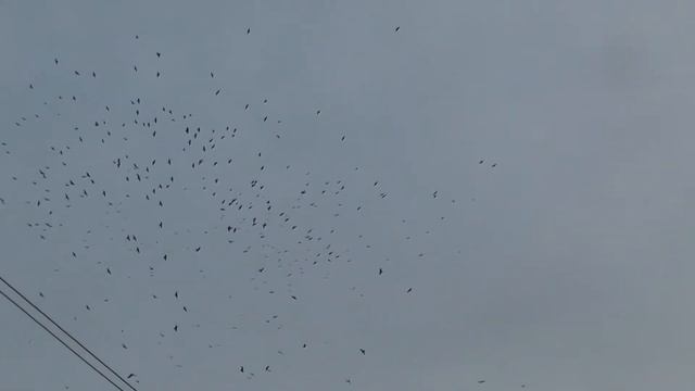 Футаж  Водоворот из ворон на небе HD