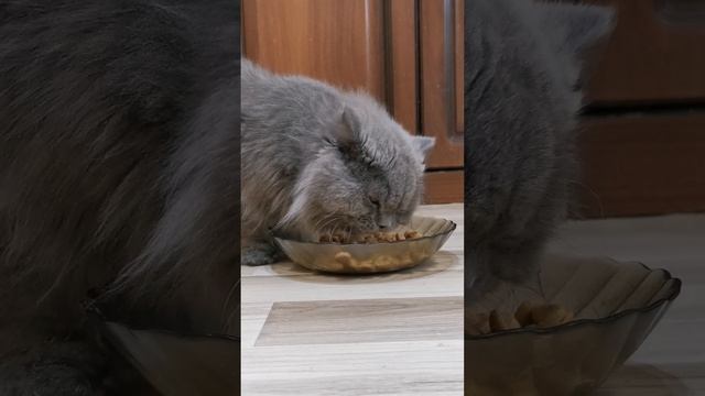 Queen от Royal Canin, наши кошки кушают с удовольствием