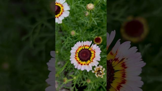 Хризантема килеватая (Chrysanthemum carinatum).