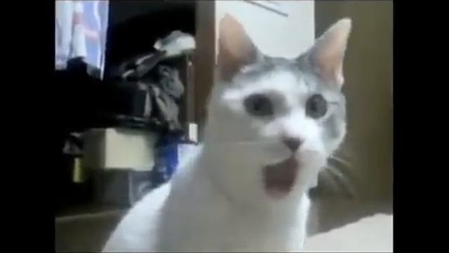 Omg cat Skyrim reaccion al ver el trailer