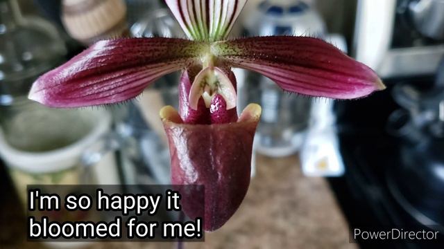Paphiopedilum purpuratum - In bloom.