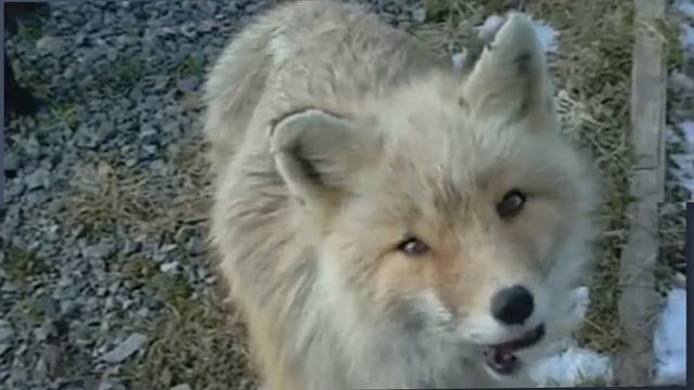 Fennec Foxes (Social Animals with Playful Behavior) - Pet Facts for Learners