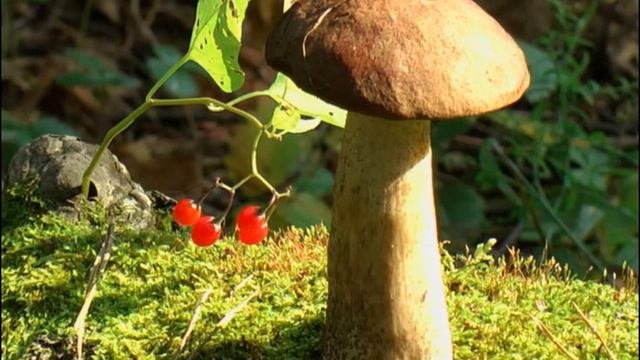 К юбилею Курганской области
