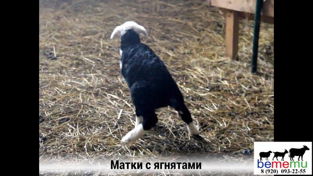 Жирохвостики. Матка и ягненок. Продажа