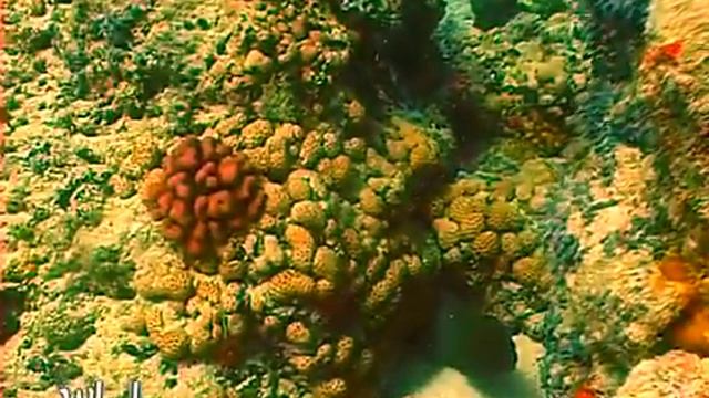 Подводная релаксация атолла Фаркуар. Underwater relaxation Farquhar Atoll.