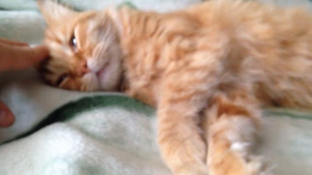 Кота перемкнуло во сне