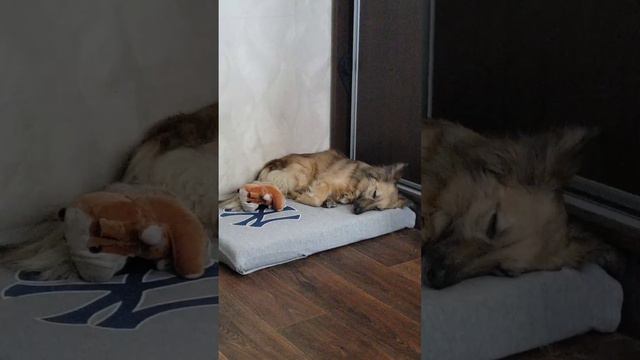 спят усталые игрушки