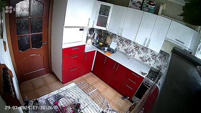 попугай карелла.mp4