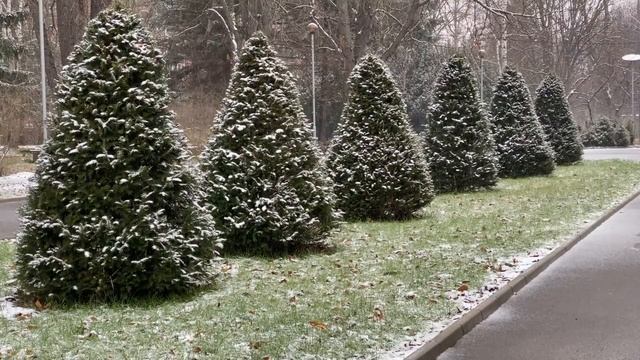 Когда ставить новогоднюю елку, чтобы круглый год была удача и достаток благоприятные даты