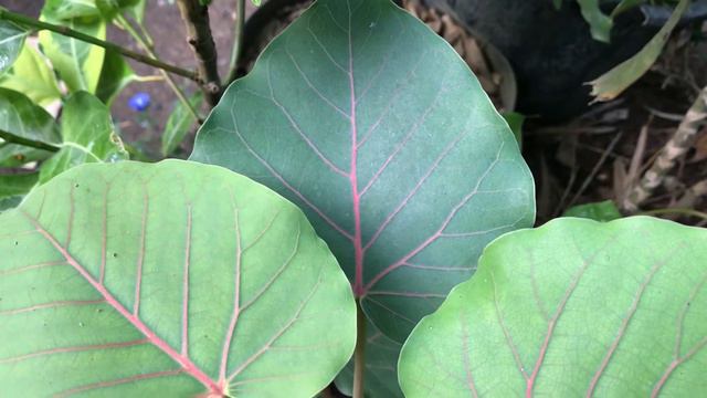 Ficus Petiolaris - Ara Batu