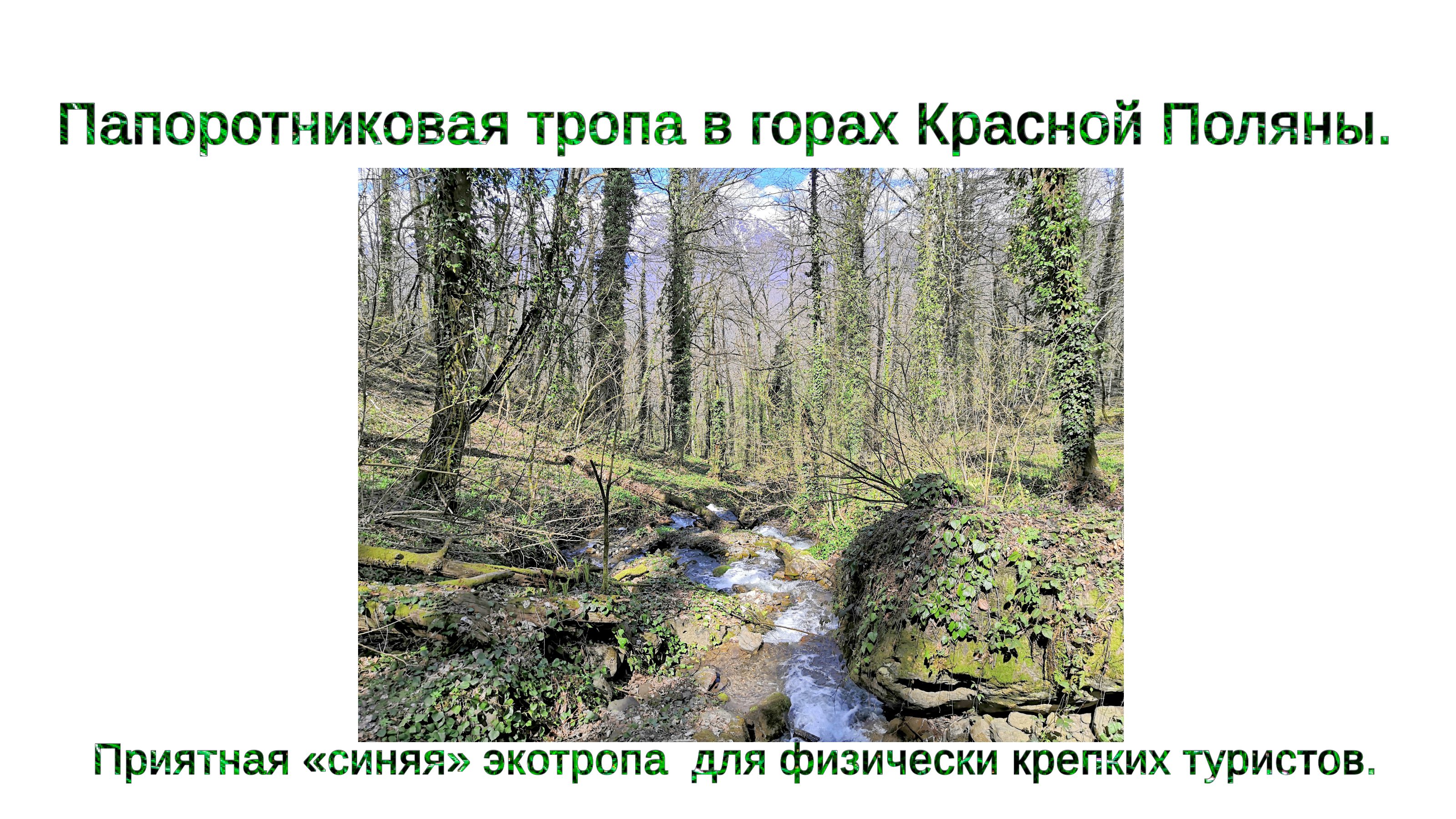 Папоротниковая тропа в горах Красной Поляны. Приятная экотропа «синяя» для физически крепких туристо