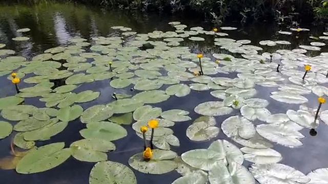 Кувшинки на лесном озере