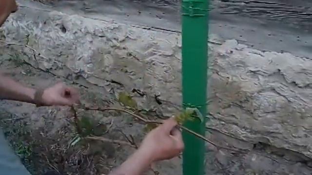 Подвязка винограда на шпалеру