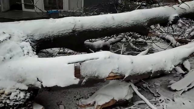 Старое дерево упавшее от ветра