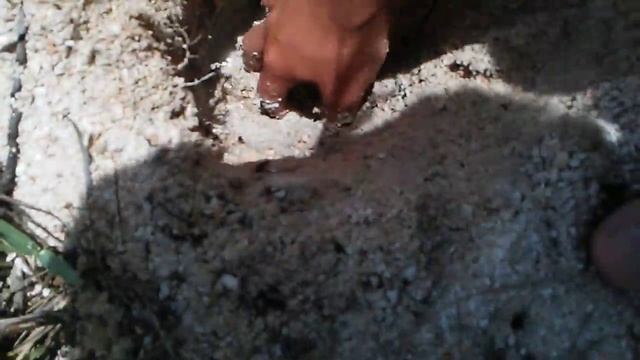 Metal detecting for treasure on beach