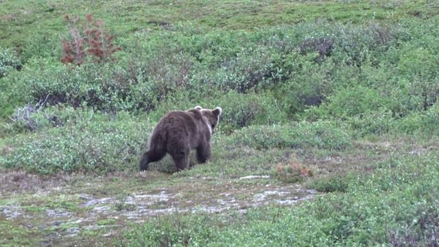 Посмотришь в окно и увидишь медведя.