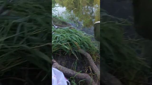 а сегодня на рыбалку