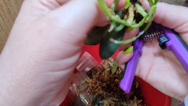 Пересадка азиатских орхидей