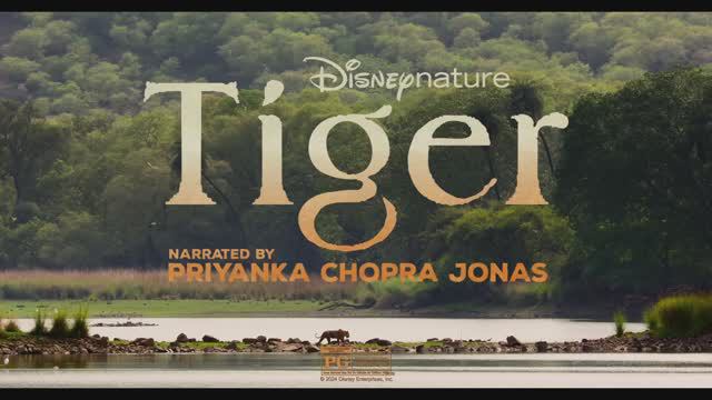 Disneynature's Tiger - Official Trailer