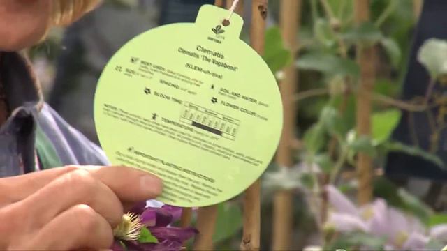 Dig Info: Clematis