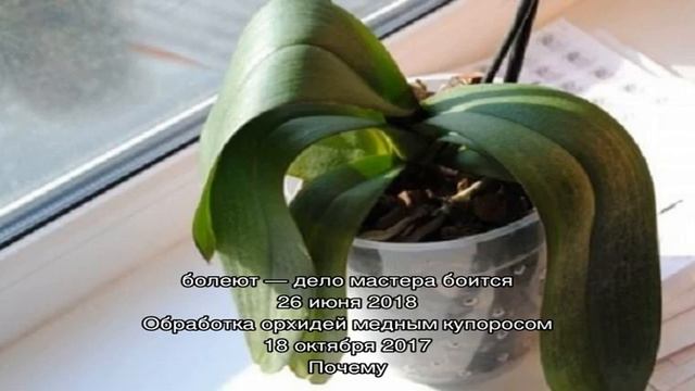 Почему листья орхидеи теряют тургор и что необходимо делать