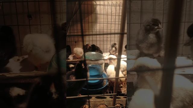 VID-20231103-WA0072.mp4