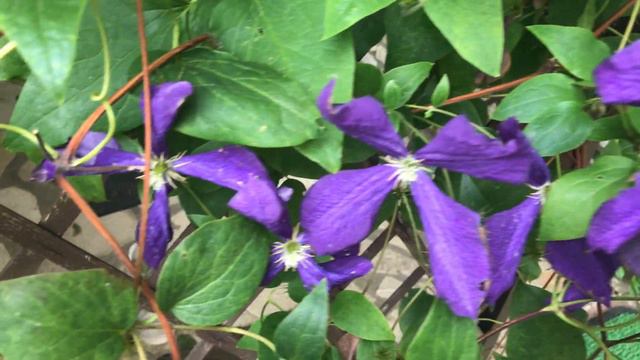 Clématite 'Clematis' 'Jackmannii Superba' Botanique ba ba