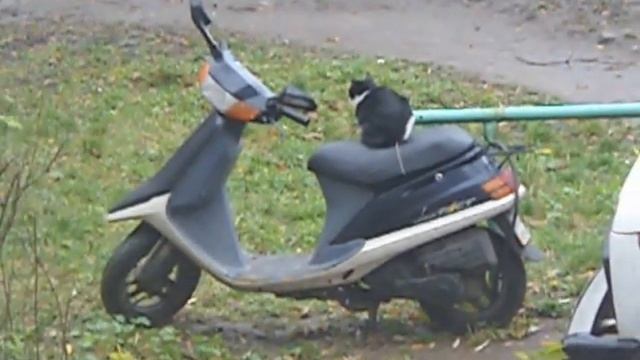 Кот-мотоциклист. Смешные и интересные животные.motocat