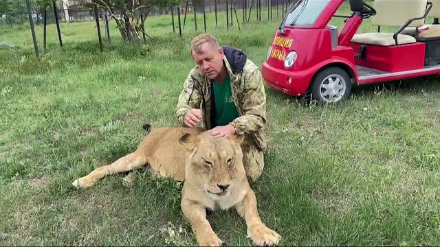 Львица Мама- Чоли рада что в саванну выпустили взрослых львов !