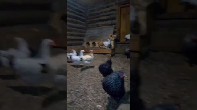 Мехеленская кукушка