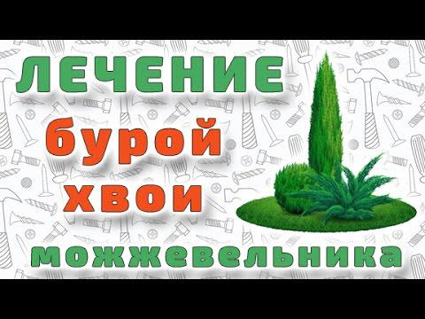 Лечение побуревшей хвои можжевельника виргинского.