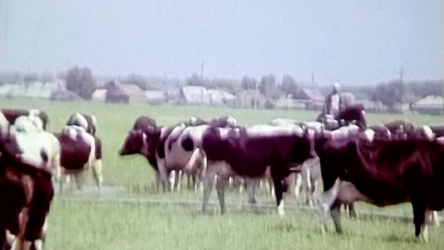 1989 год. Тюменский район. Совхозное стадо на летнем выпасе