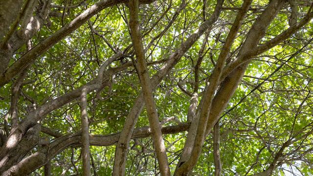 Fran's Back Perennial Gardens and Heirloom Lilac Tree