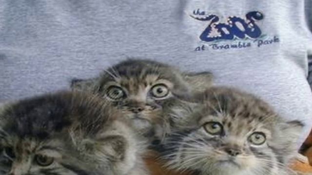 Мужчина нашел маленьких котят!  Он был потрясен, узнав, что это были не кошки!