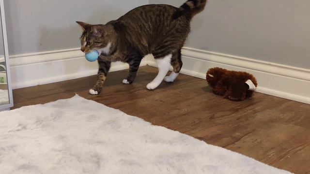 Review & #unboxing the Ice Cream ball CAT TOY from Cheerble 😻