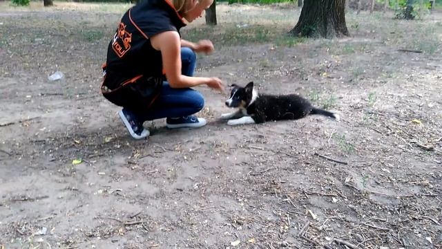 Гуарана 3месяца учим "кувырок"