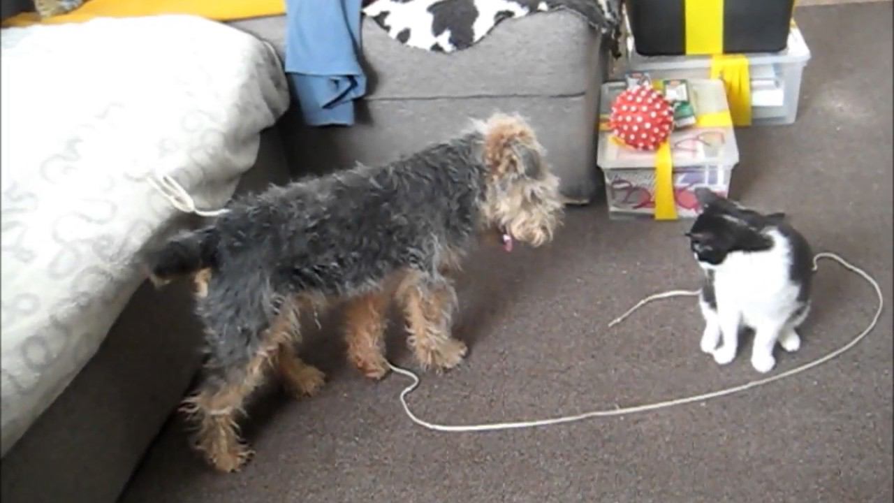 Welsh Terriers and Kitten. I-2017. "Vegus"