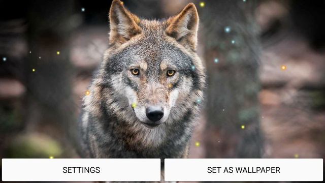 Wild Wolf HD live wallpaper