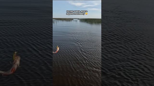 Когда очень долго ждали поклевку! 😁 Подпишись, новое видео каждый день!