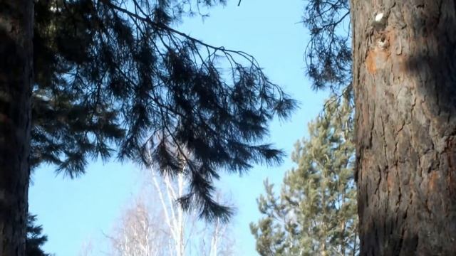Птички, на мгновение остановитесь, вы прекрасны!