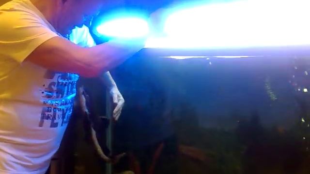 Отец приручил сома в аквариуме