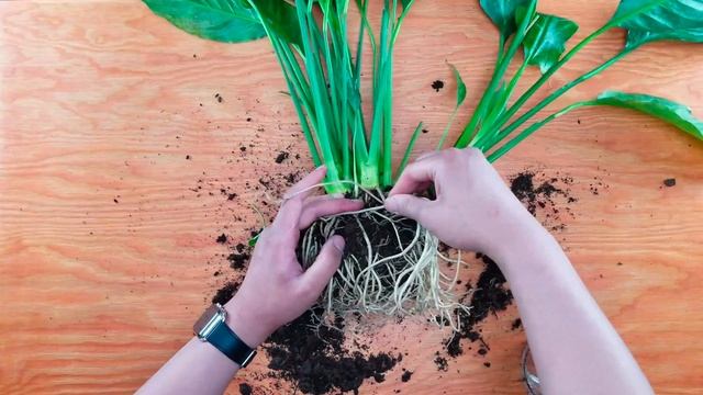 peace lily | How to Propagate + Repotting + Care Guide